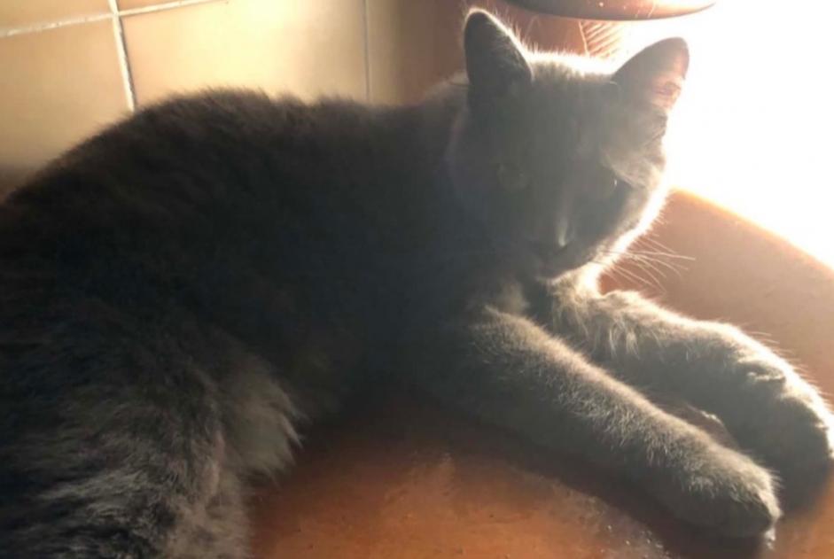 Vermisstmeldung Katze Männliche , 3 jahre Petite-Île Frankreich