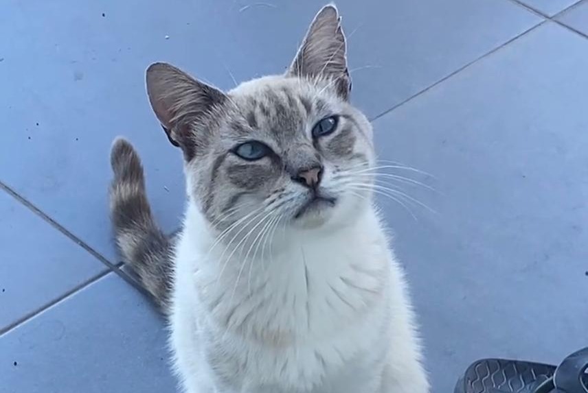 Disappearance alert Cat Male , 3 years Petite-Île France Disappearance alert Cat Male , 3 years Petite-Île France