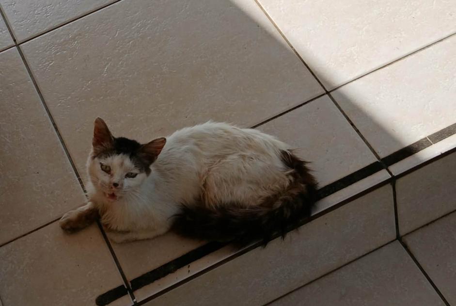 Alerte Découverte Chat Inconnu Petite-Île France