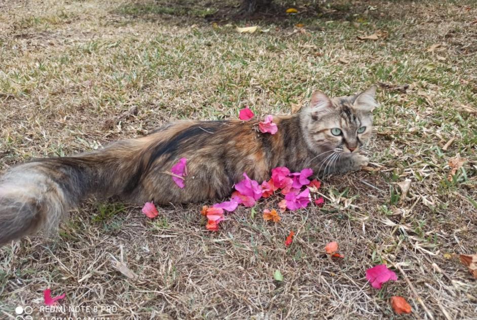 Avviso scomparsa Gatto Femmina , 4 anni Saint-Paul Francia